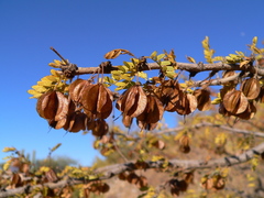 Bulnesia schickendantzii