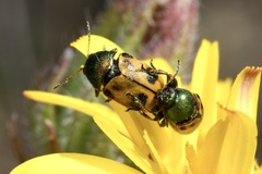 Cryptocephalus laetus