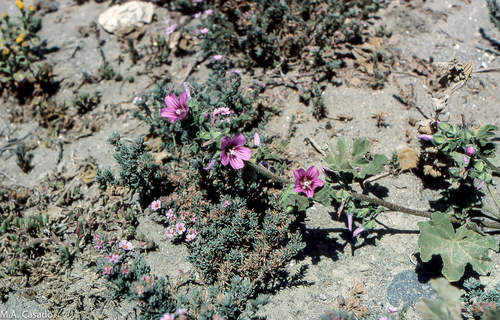 Representative image of Malva durieui