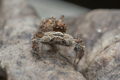 Portia labiata