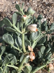 Zygophyllum melongena