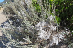 Eriocephalus racemosus