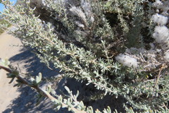 Eriocephalus racemosus