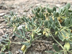 Zygophyllum pinnatum