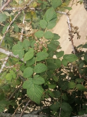 Rubus glaucus