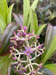 Miconia robinsoniana