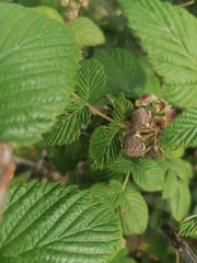 Rubus glaucus