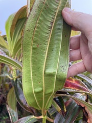 Miconia robinsoniana