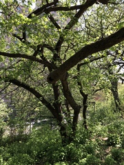 Crataegus mollis