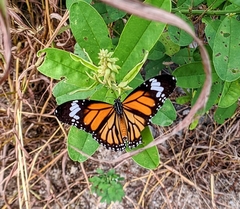 Danaus genutia