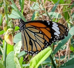 Danaus genutia