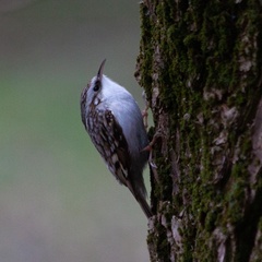 Certhia familiaris