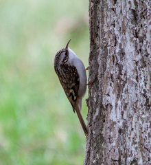 Certhia familiaris