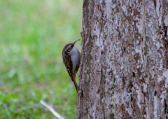 Certhia familiaris