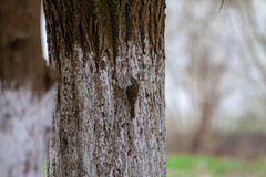Certhia familiaris