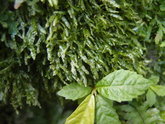 Pallavicinia