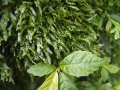 Pallavicinia