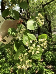 Crataegus mollis