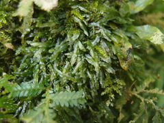 Pallavicinia
