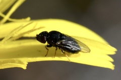 Carnoidea