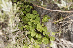 Centella villosa