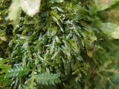 Pallavicinia