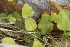 Centella villosa