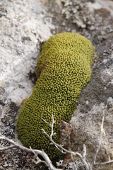 Trichostomum brachydontium