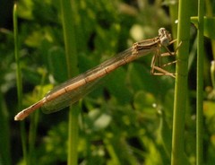 Platycnemis acutipennis