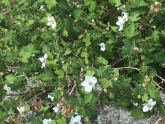 Rubus neomexicanus