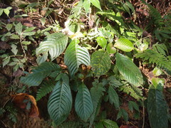 Rhynchotechum formosanum