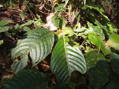 Rhynchotechum formosanum