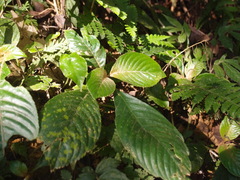 Rhynchotechum formosanum