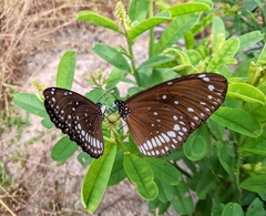 Euploea core