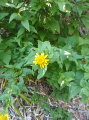 Leptocarpha rivularis