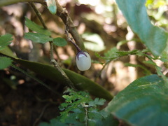 Rhynchotechum formosanum