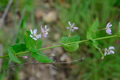 Triaspis hypericoides canescens
