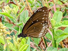 Euploea core