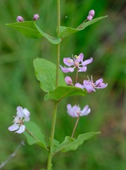Triaspis hypericoides canescens