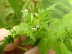 Valeriana chaerophylloides