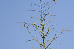 Cercotrichas hartlaubi