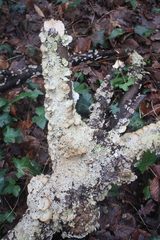 Fungi