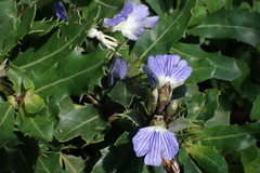 Blepharis natalensis