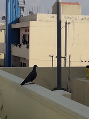 Columba livia domestica