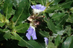 Blepharis natalensis