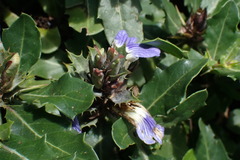 Blepharis natalensis