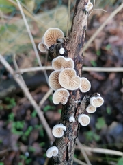 Crepidotus cesatii