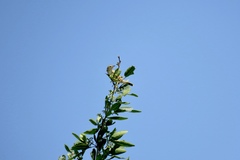 Cisticola juncidis