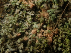 Erythricium aurantiacum