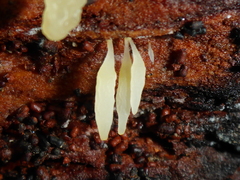 Mucronella bresadolae